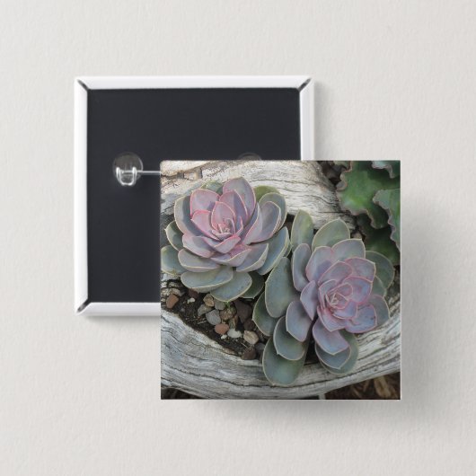 Escheveria Button (Voorkant /achterkant)