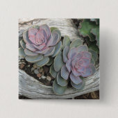 Escheveria Button (Voorkant)