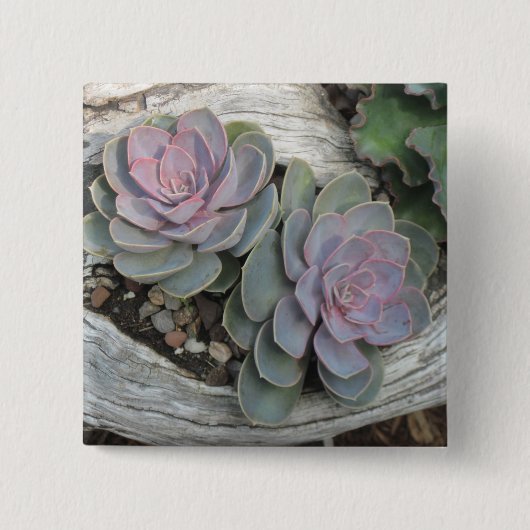 Escheveria Button (Voorkant)