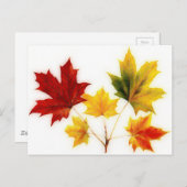 esdoorbladeren briefkaart (Voorkant / Achterkant)