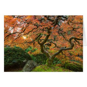 Esdoorn bij de Japanse Tuinen in de herfst