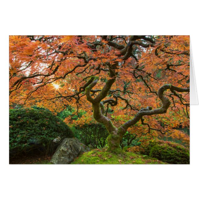 Esdoorn bij de Japanse Tuinen in de herfst (Voorkant Horizontaal)