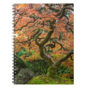 Esdoorn bij de Japanse Tuinen in de herfst Notitieboek