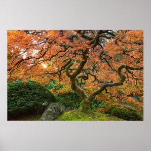 Esdoorn bij de Japanse Tuinen in de herfst Poster