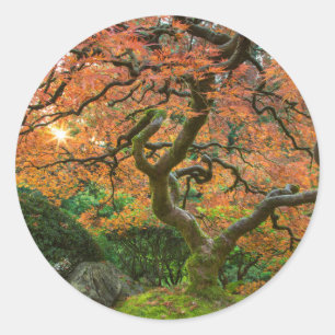 Esdoorn bij de Japanse Tuinen in de herfst Ronde Sticker