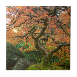 Esdoorn bij de Japanse Tuinen in de herfst Tegeltje