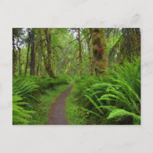 Esdoorn Glade-pad, varens en mos begroeid Briefkaart