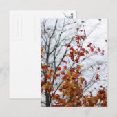 Esdoorn II Briefkaart (Voorkant / Achterkant)