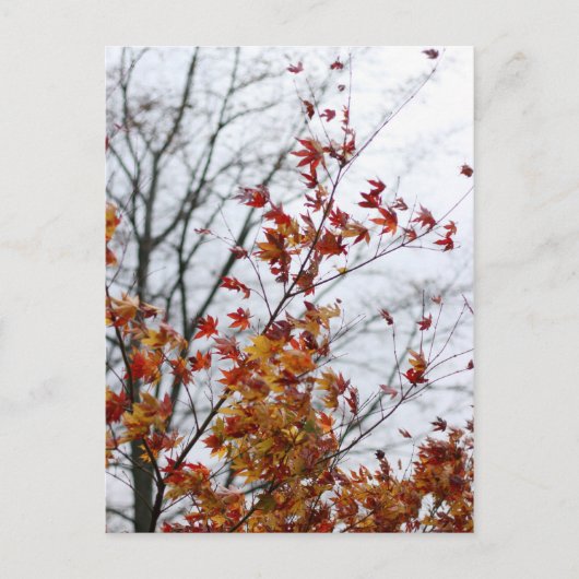 Esdoorn II Briefkaart (Voorkant)