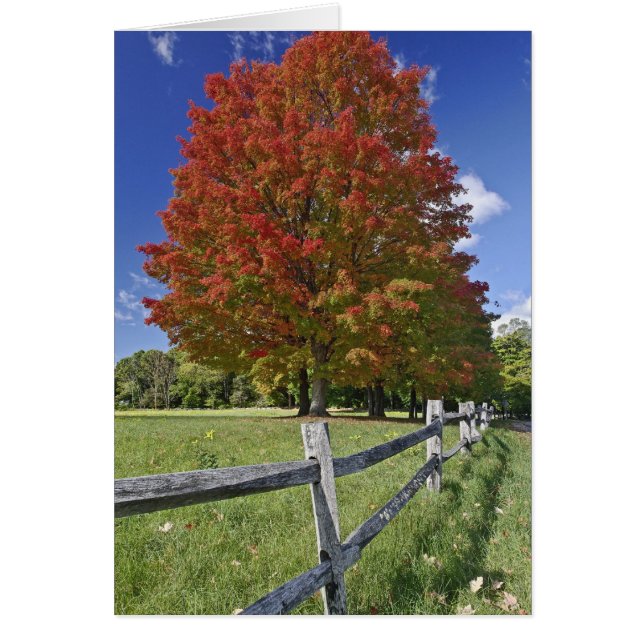 Esdoorn in herfstkleuren, nabij Concord, 2 (Voorkant)
