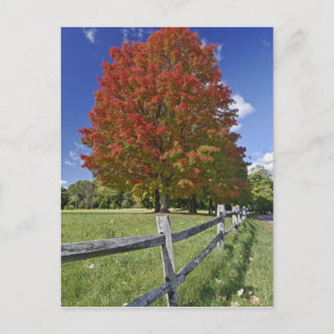 Esdoorn in herfstkleuren, nabij Concord, 2 Briefkaart