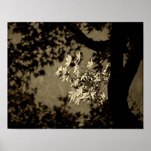 Esdoorn in sepia poster (Voorkant)