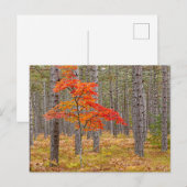 Esdoorn met herfstkleuren briefkaart (Voorkant / Achterkant)