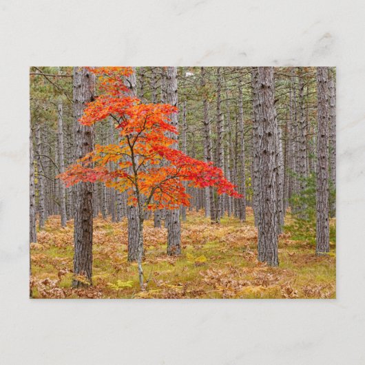 Esdoorn met herfstkleuren briefkaart (Voorkant)