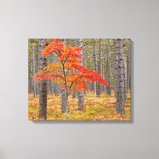 Esdoorn met herfstkleuren canvas afdruk (Voorkant)