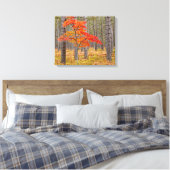 Esdoorn met herfstkleuren canvas afdruk (Insitu (Slaapkamer))