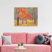 Esdoorn met herfstkleuren canvas afdruk (Insitu (Woonkamer))