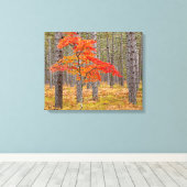 Esdoorn met herfstkleuren canvas afdruk (Insitu (Houten vloer))