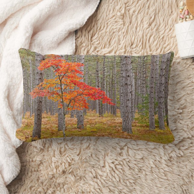 Esdoorn met herfstkleuren kussen (Deken)