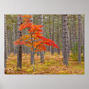 Esdoorn met herfstkleuren poster