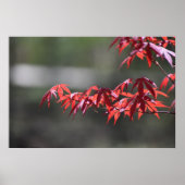 esdoorn, poster (Voorkant)