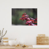 esdoorn, poster (Keuken)