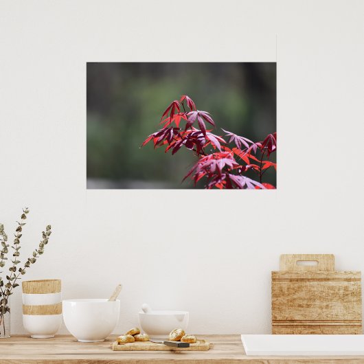 esdoorn, poster (Keuken)