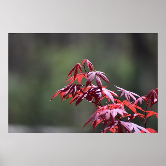 esdoorn, poster (Voorkant)