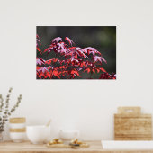 esdoorn, poster (Keuken)