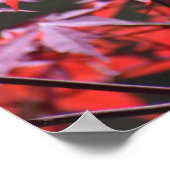 esdoorn, poster (Hoek)