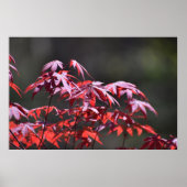 esdoorn, poster (Voorkant)