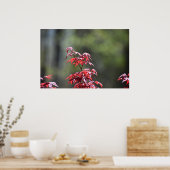 esdoorn, poster (Keuken)