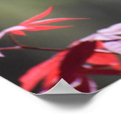 esdoorn, poster (Hoek)