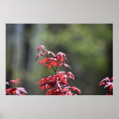 esdoorn, poster (Voorkant)