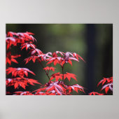 esdoorn, poster (Voorkant)