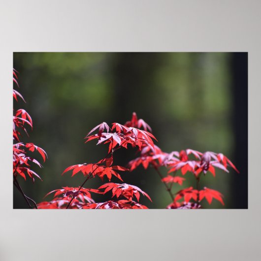 esdoorn, poster (Voorkant)