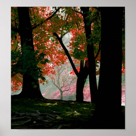 Esdoorn Poster (Voorkant)