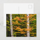 Esdoorn & Witte Berk | White Mountains, NH Briefkaart (Voorkant / Achterkant)
