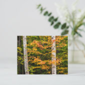 Esdoorn & Witte Berk | White Mountains, NH Briefkaart (Staand voorkant)