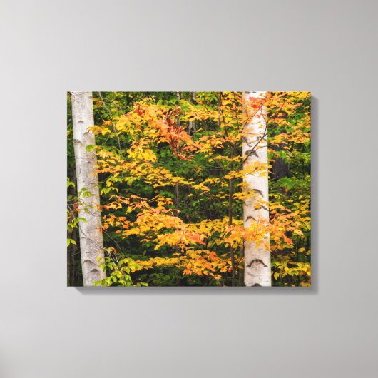 Esdoorn & witte berk | White Mountains, NH Canvas Afdruk (Voorkant)