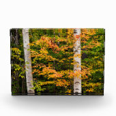 Esdoorn & Witte Berk | White Mountains, NH Fotoblokken (Voorkant)