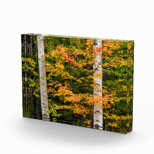 Esdoorn & Witte Berk White Mountains, NH Fotoblokken