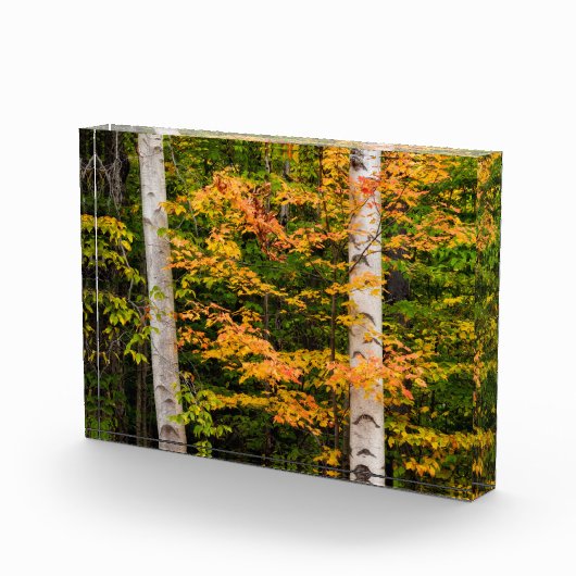 Esdoorn & Witte Berk | White Mountains, NH Fotoblokken (Rechts)