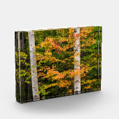 Esdoorn & Witte Berk | White Mountains, NH Fotoblokken (Links)