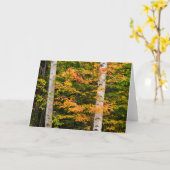 Esdoorn & Witte Berk | White Mountains, NH Kaart (Gele Bloem)
