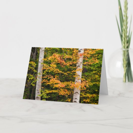 Esdoorn & Witte Berk | White Mountains, NH Kaart (Voorkant)