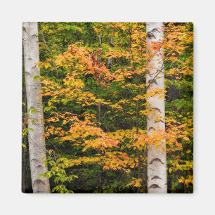 Esdoorn & Witte Berk White Mountains, NH Magneet