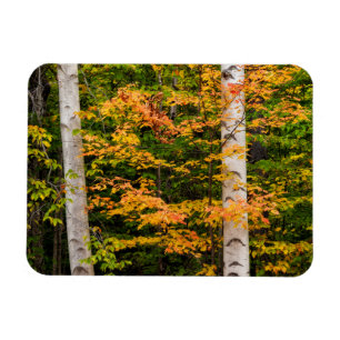 Esdoorn & Witte Berk White Mountains, NH Magneet