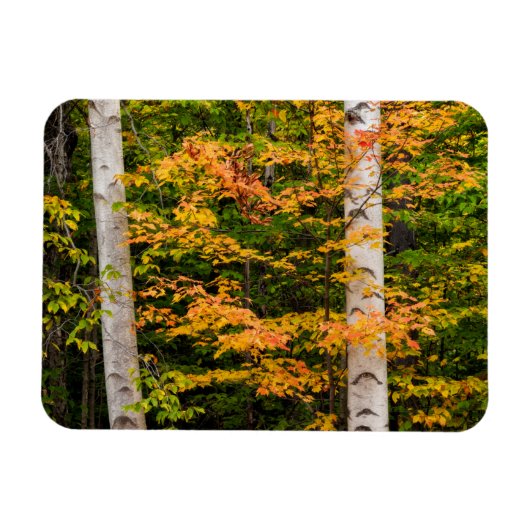 Esdoorn & Witte Berk | White Mountains, NH Magneet (Horizontaal)