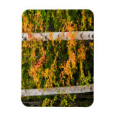Esdoorn & Witte Berk | White Mountains, NH Magneet (Verticaal)